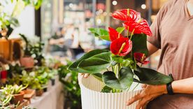 El anturio es una de las plantas de esta lista perfecta para mayo. El anturio es una de las plantas de esta lista perfecta para mayo.