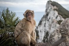 la sorprendente razon por la que los monos de gibraltar comen tierra