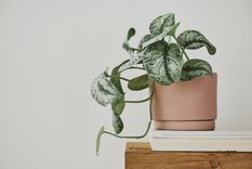 planta Las mejores plantas de interior. Foto: Fuente: Shutterstock