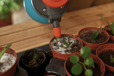 Este ingrediente de cocina es vital para tener plantas saludables todo el año Foto: Shutterstock