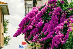 Jardín: cómo cultivar una planta trepadora como un verdadero profesional Aprende a cultivar enredaderas como un jardinero. Foto: Pexels