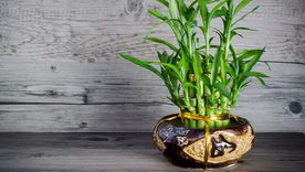 El bambú es una de las plantas que solo ncesita agua Foto: SHUTTERSTOCK El bambú es una de las plantas que solo ncesita agua Foto: SHUTTERSTOCK