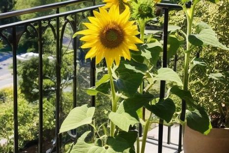 Los secretos de las plantas. Fuente: IA Gemini. Los secretos de las plantas. Fuente: IA Gemini.