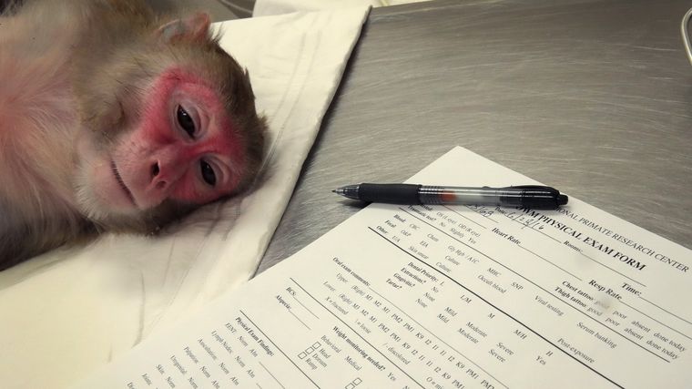 Los animales son habitualmente utilizados por la ciencia. Foto: Scott Olson/Getty Images