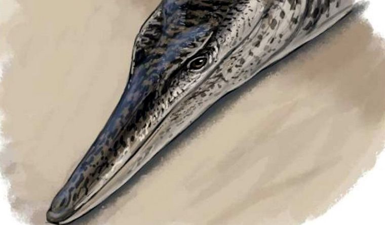 Recreación de la especie, que vivió en el mar poco profundo que cubrió parte de Alemania durante el Cretácico. Foto: Dpa.