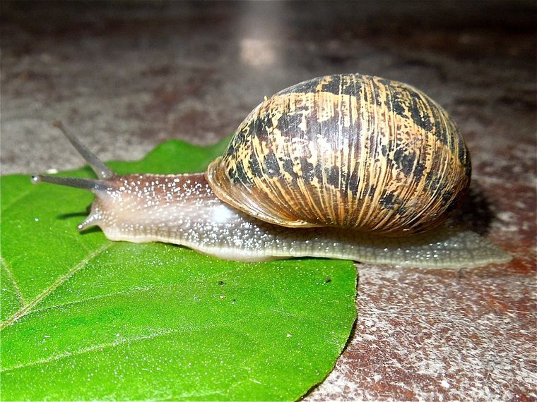 Una molestia para las plantas. Foto: Shutterstock