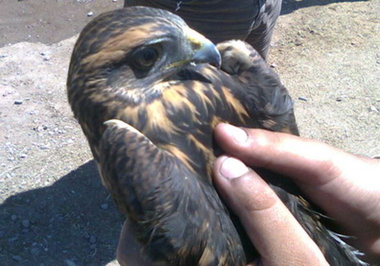Un pichón de águila fue encontrado en una vivienda de Capital. Foto: Ministerio de Seguridad