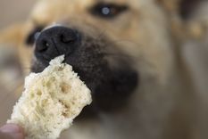 Descubre que dicen los expertos sobre el tema Foto: Shutterstock