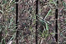 Resiembra de césped por hendiduras implica usar una herramienta para hacer los surcos. Créditos: gentileza shutterstock.com/es/g/SherryBarrPhotography