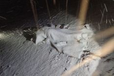 La turista argentina de 32 años que murió tras ser alcanzada por un rayo cuando visitaba Cusco fue identificada como Gabriela Diana Basallo. Foto: NA / Policía de Cusco