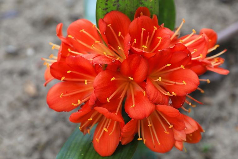 Si se tiene en cuenta su capacidad de purificar el ambiente, la Clivia no solo es una elección estética, sino también funcional Foto: Shutterstock