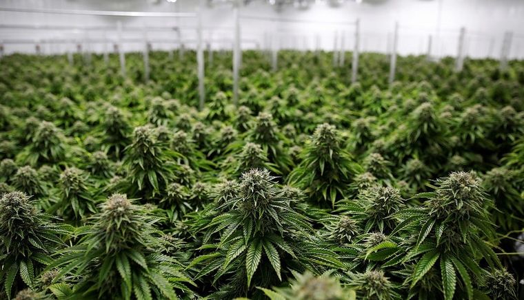 La legalidad de la marihuana en Uruguay rige desde 2013 Foto: archivo MDZ.