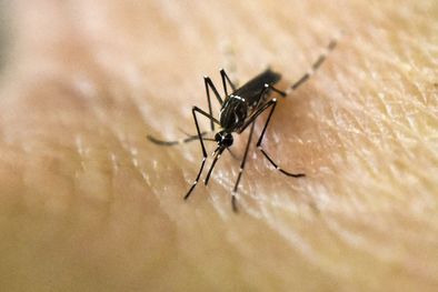 MDZol | Más de 15 provincias registran casos autóctonos Foto: NA