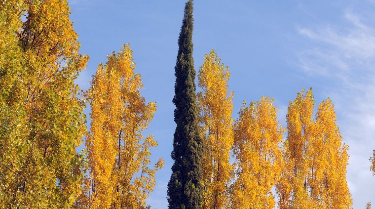 Foto: ALF PONCE / MDZ