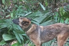 Continúan los operativos de búsqueda para encontrar a Wilson Foto: Twitter