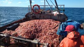 El conflicto por la zafra de los langostinos sumó nuevos episodios de alta tensión. Foto: NA