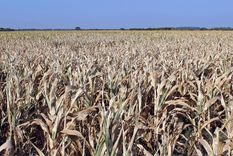 La Bolsa de Cereales de Rosario estimó una reducción en la cosecha de unas 11 millones de toneladas de trigo. La Bolsa de Cereales de Rosario estimó una reducción en la cosecha de unas 11 millones de toneladas de trigo.