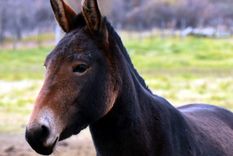 El descubrimiento es un aporte al gran servicio que las mulas prestan a la humanidad. Foto Efe
