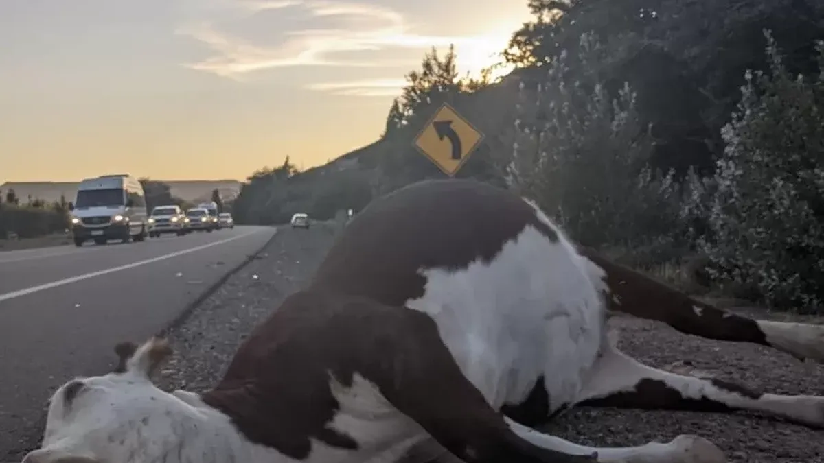 Una vaca murió tras ser impactada por una camioneta en Luján de Cuyo