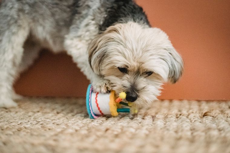 Mascotas 4 juguetes caseros para mascotas Foto: Pexels