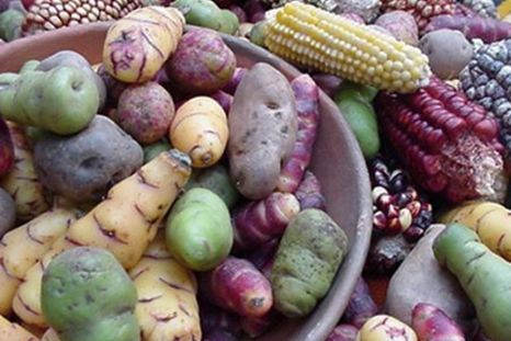 La reina de las papas: La pacha celebra la diversidad