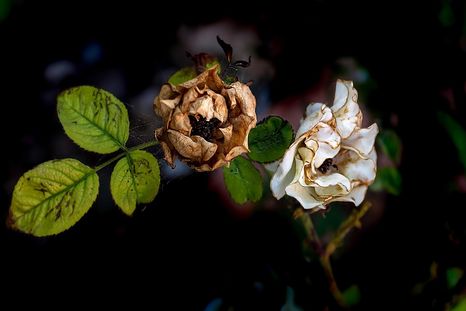 Una flor se puede secar por la falta de agua y también por las temperaturas extremas, como sucede con el calor. Foto: Pixabay