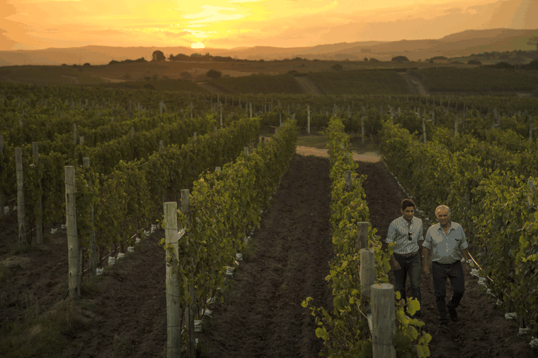 Bulgheroni recorriendo los viñedos de Bodega Garzón, en Uruguay. Bulgheroni recorriendo los viñedos de Bodega Garzón, en Uruguay.