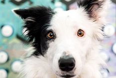 Hay que hablarles lentamente. Foto: Dpa.