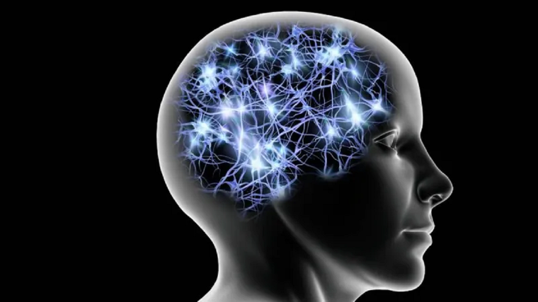 Nuevas investigaciones en genética y neurociencia indican que el tamaño del cerebro está lejos de ser el único factor que determina la inteligencia. Foto: GETTY