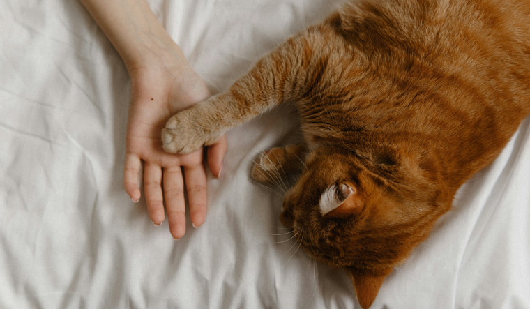 Cómo mantener a tu mascota en casa.