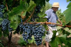 impulso para dar poder a los chicos en la coviar