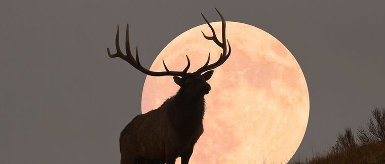 Foto: BBC Science Focus Magazine