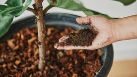 Con estos abonos caseros las plantas crecerán fuertes y sanas Foto: SHUTTERSTOCK
