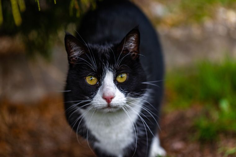 Características de los gatos tuxedo. Foto: Freepik