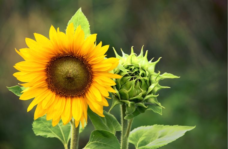 GIRASOL Foto: shutterstock