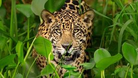 El tráfico de partes de jaguar no es solo un problema de conservación, sino de crimen organizado, afirmó Andrea Crosta. Foto: SCIENCE PHOTO LIBRARY