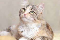 Revisar el comportamiento de tu gato puede ayudarte a prevenir enfermedades Foto: Shutterstock