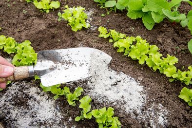 MDZol | JARDÍN La ceniza contiene magnesio, fósforo, calcio y otros nutrientes buenos para las plantas. Foto: SHUTERSTOCK
