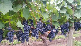 Uvas de Pampa El Cepillo.