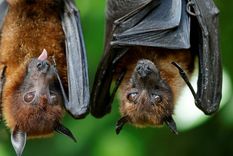 Los murciélagos siguen siendo fuente de misterio para los científicos Foto: EFE