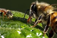 abejas Las abejas son fundamentales para la vida del planeta Foto: EFE