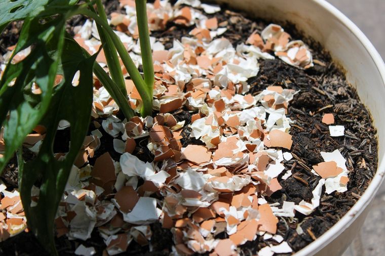Este abono casero es oro puro para las plantas del jardín Foto: Shutterstock