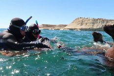 El Ministerio de Turismo de Chubut suspendió por 15 días actividades de buceo por el brote de gripe aviar que ocasionó la muerte de lobos marinos Foto: instagram @Scubadubabuceo