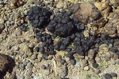 las letrinas comunitarias mas antiguas