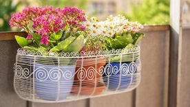 Ideal para principantes en jardinería: la planta con más resistencia para el balcón. Foto: SHUTTERSTOCK Ideal para principantes en jardinería: la planta con más resistencia para el balcón. Foto: SHUTTERSTOCK