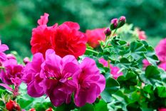 Foto: Fuente: homesandgardens.com