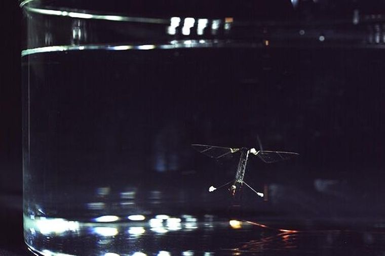 Foto: noticiasdelaciencia.com