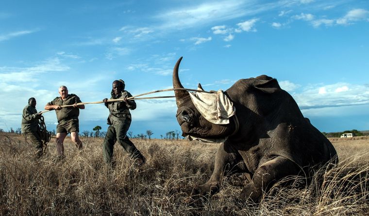 Los rinocerontes están en peligro de extinción. Foto: CbsNews.