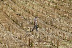 Además de las altas temperaturas, preocupa la sequía en los sembradíos Foto: Efe. Además de las altas temperaturas, preocupa la sequía en los sembradíos Foto: Efe.