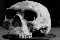 Reproducción del cráneo de un millón de años en la que pueden observarse algunas características modernas.